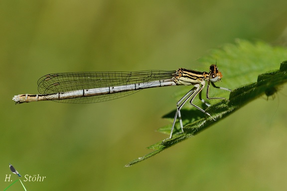 Blaue Federlibelle (Platycnemis pennipes)